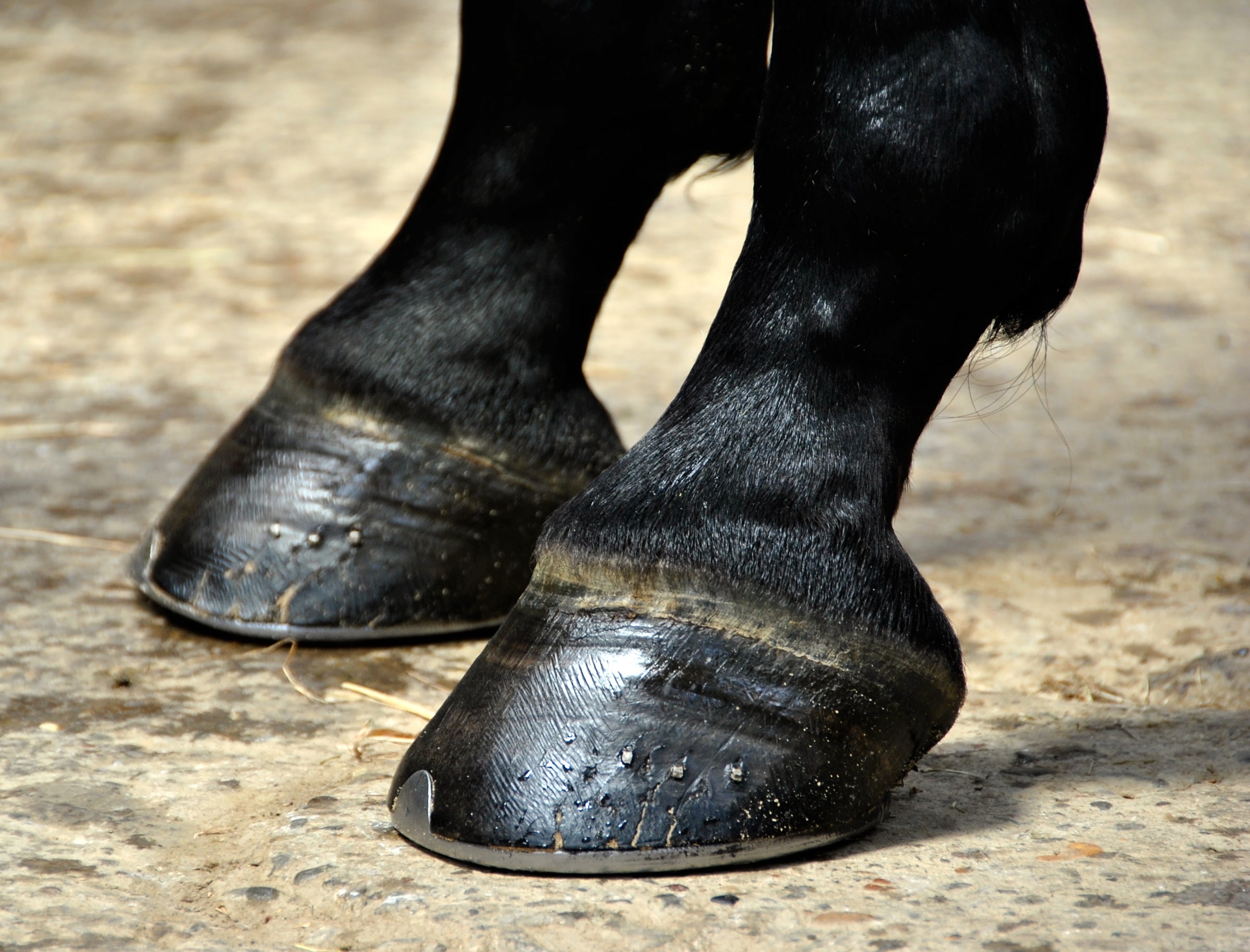 Hoof Care