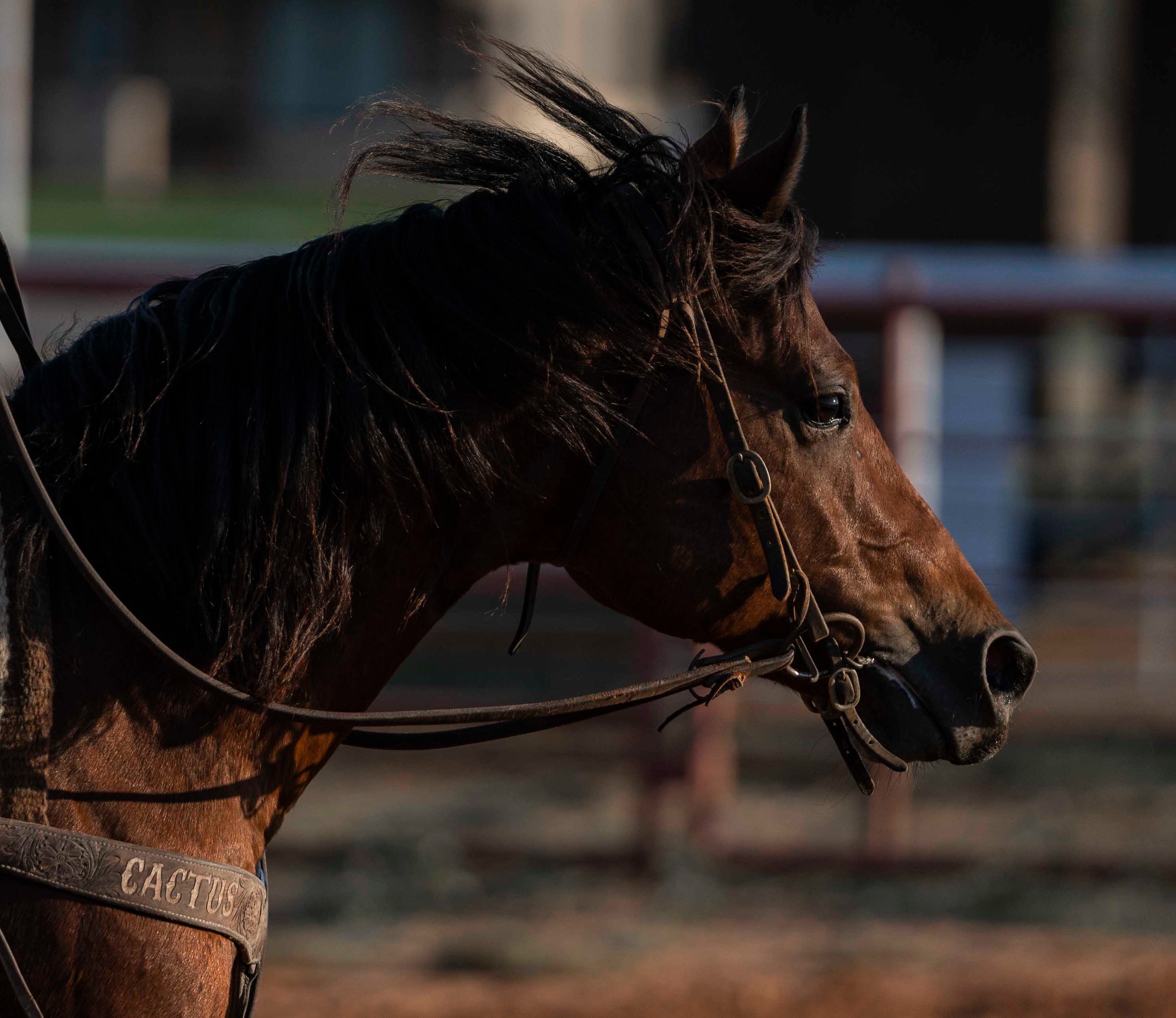 Equine Health and Recovery