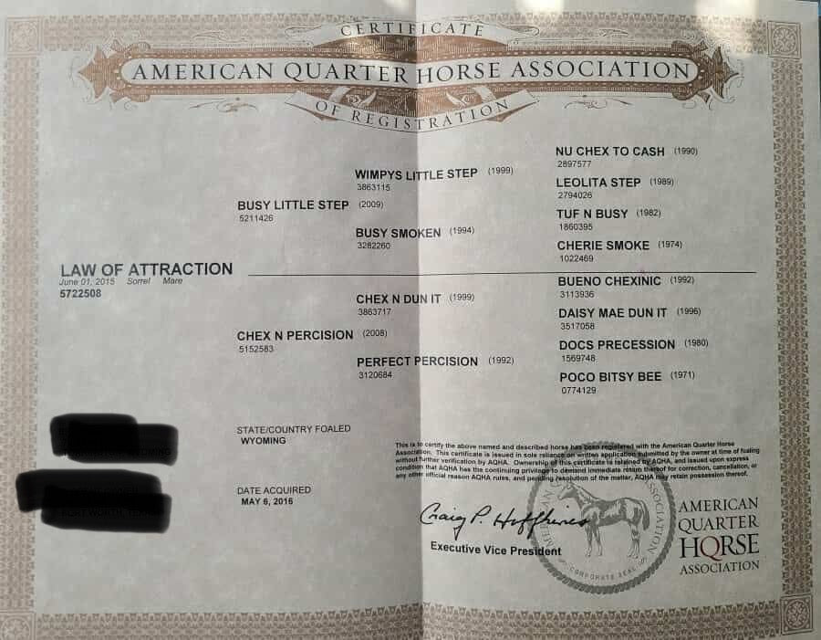 SHOW HORSE “LAW OF ATTRACTION’’