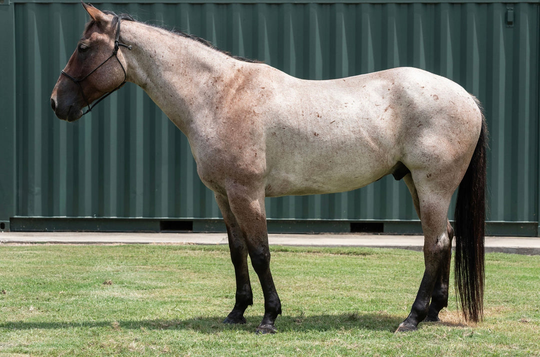SOLD Max 4 year old AQHA Head Horse