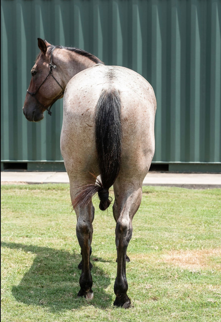 SOLD Max 4 year old AQHA Head Horse