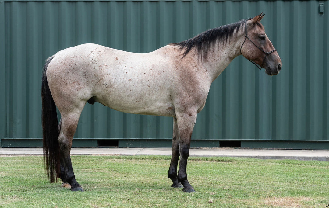 SOLD Max 4 year old AQHA Head Horse