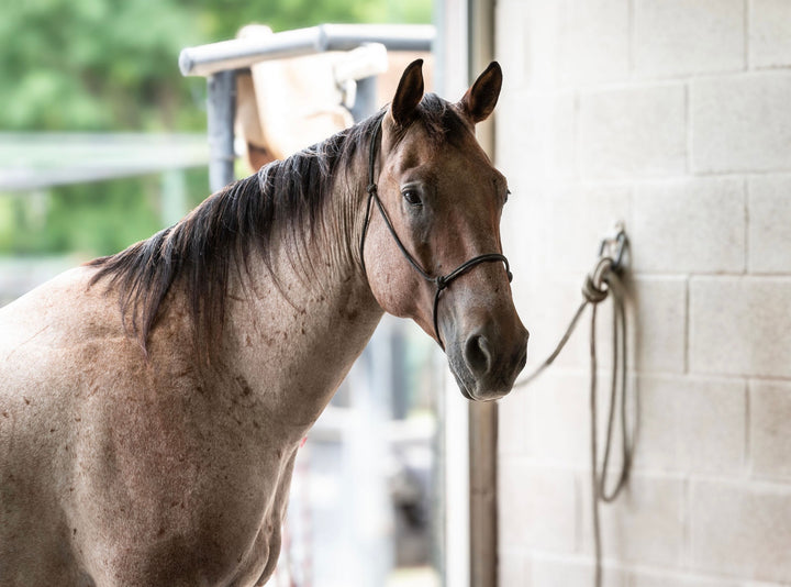 SOLD Max 4 year old AQHA Head Horse
