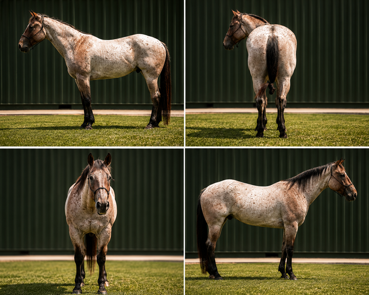 SOLD Max 4 year old AQHA Head Horse