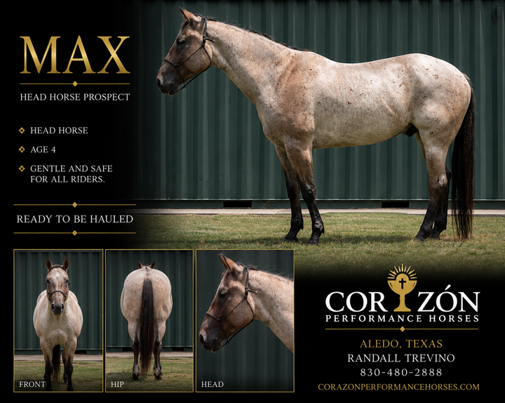 SOLD Max 4 year old AQHA Head Horse